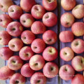 Qualité exportée de la pomme Qinguan rouge fraîche